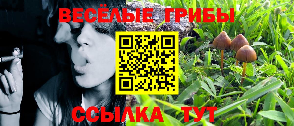 Галлюциногенные грибы Cubensis Гусиноозёрск